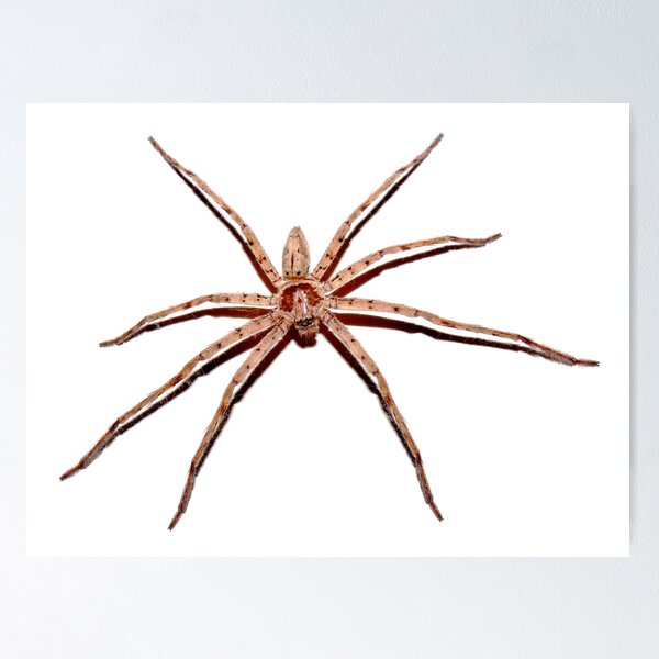Item preview, Long Legs Spider designed and sold by myrbpix.