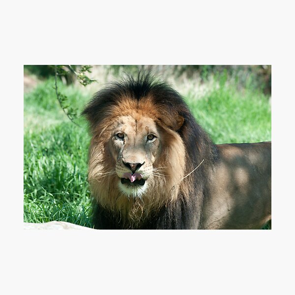 Male Lion Photographic Print