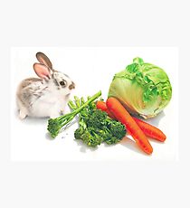 Bunny Banquet Photographic Print