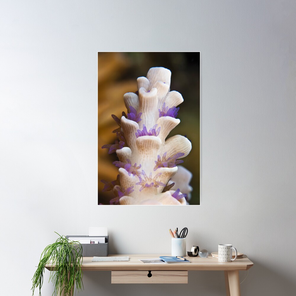 Purple polyps Poster