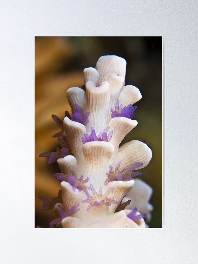 Alternate view of Purple polyps Poster