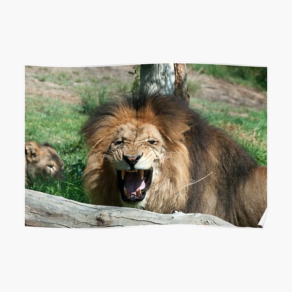 Lion roaring Poster