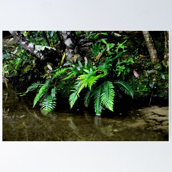 Item preview, Somersby Ferns designed and sold by Bev Woodman.