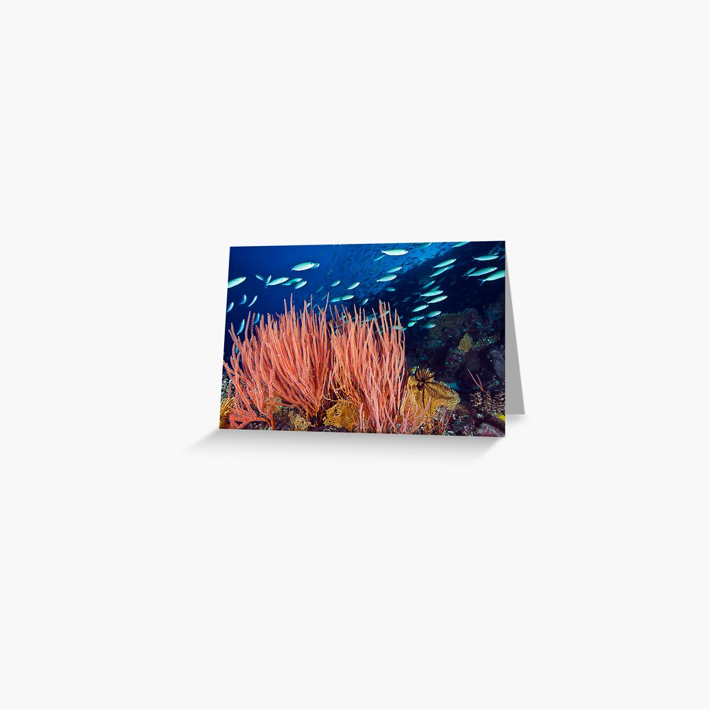 Wheeler Reef garden Greeting Card