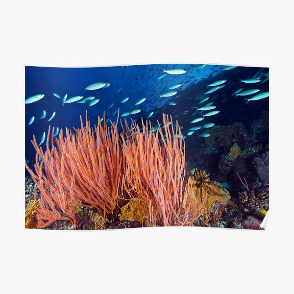 Wheeler Reef garden Poster
