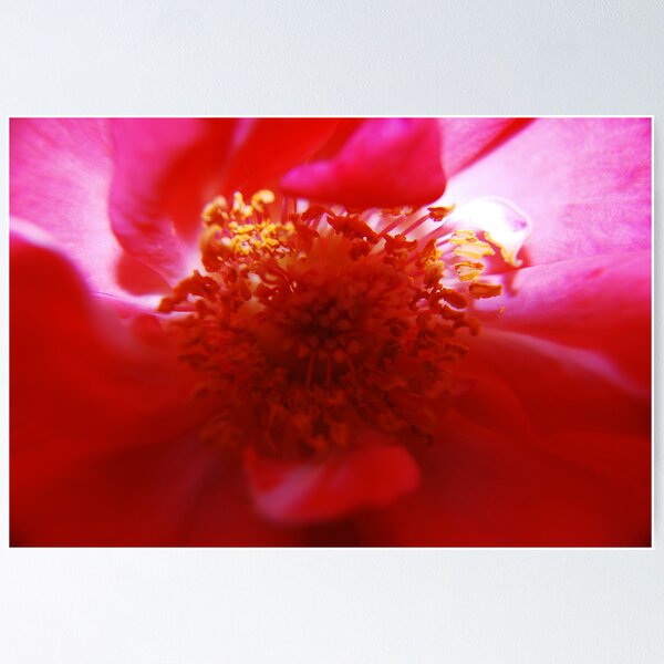 Item preview, inside a rose designed and sold by alanball.