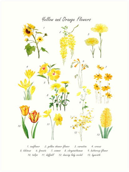 "yellow and orange flowers collection " Art Print by ColorandColor