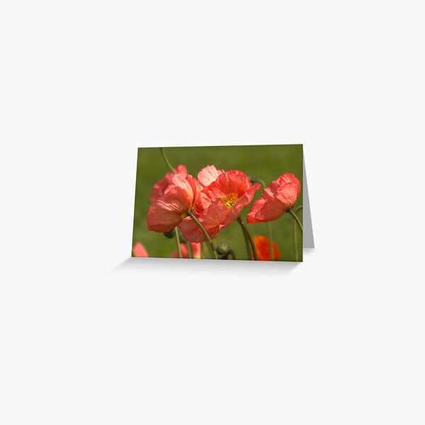 Ruffled Greeting Card