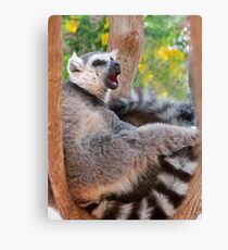Ring tailed Lemur relaxing Leinwanddruck