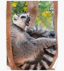 Ring tailed Lemur relaxing Poster