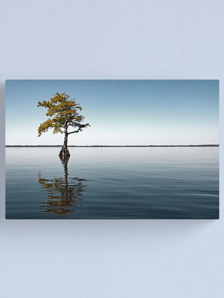 Alone Blue Cypress Lake Experience Color Version Canvas Print By Mkwhite Redbubble