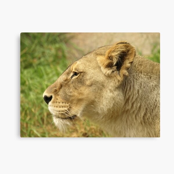 Lioness Canvas Print