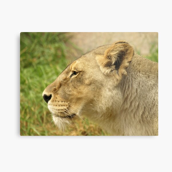 Lioness Metal Print