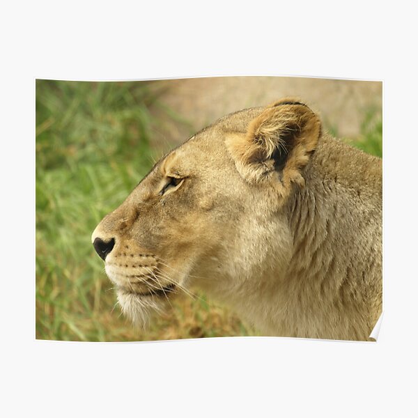 Lioness Poster