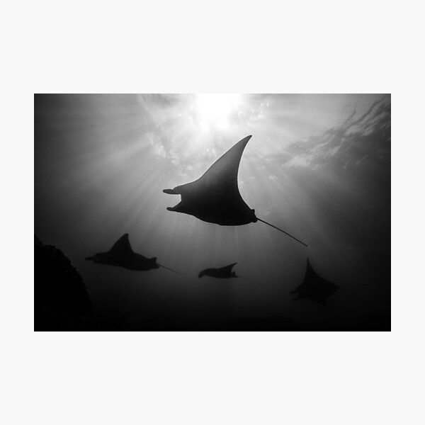 Item preview, Manta Rays in Black and White designed and sold by Ollieunderwater.