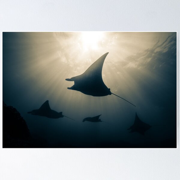 Item preview, Manta Rays Split Tone designed and sold by Ollieunderwater.