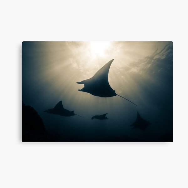 Manta Ray Wall Art Redbubble