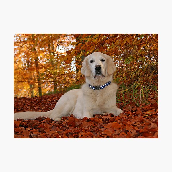 Item preview, Ditte in the golden leaves designed and sold by Trine.