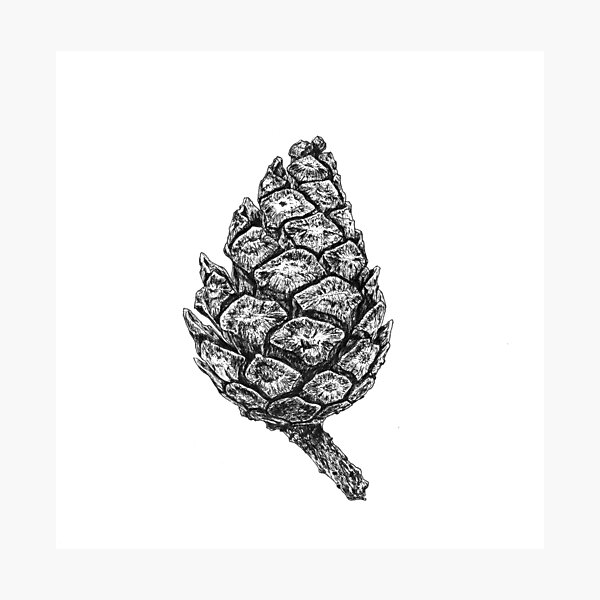 Item preview, Pine Cone designed and sold by Aleksandra Kabakova.