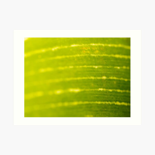 ecg leaf Art Print