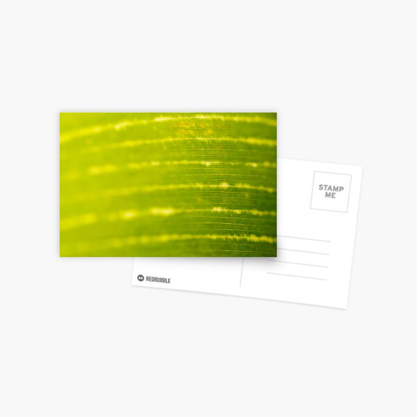 ecg leaf Postcard