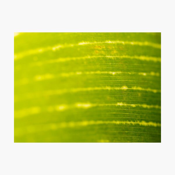 ecg leaf Photographic Print