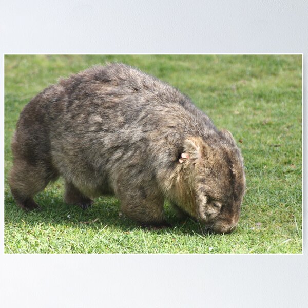 Item preview, Grazing wombat designed and sold by Glen Sheppard.