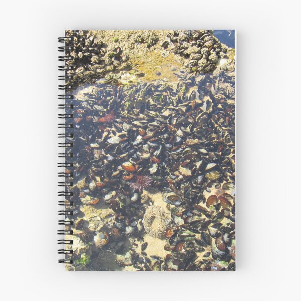 Artikelvorschau, Waterpool mit Muscheln entworfen und verkauft von MariaSG.