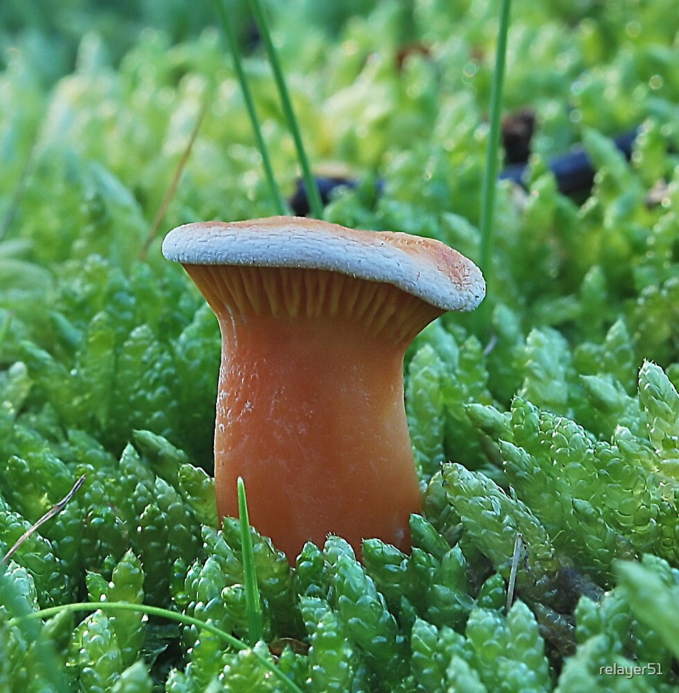 "False Chanterelle, Hygrophoropsis Aurantiaca" by relayer51 Redbubble