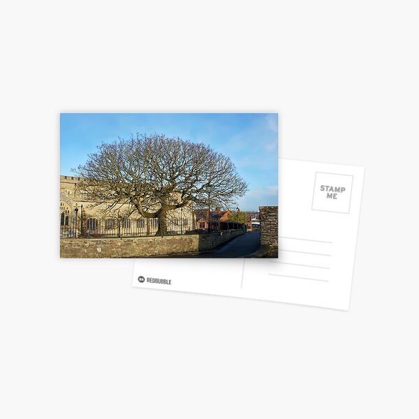 Walls of Derry - tree Postcard