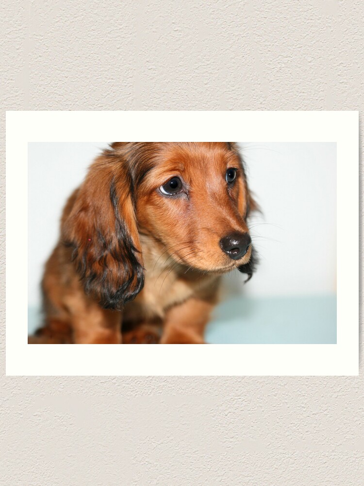 fluffy miniature dachshund