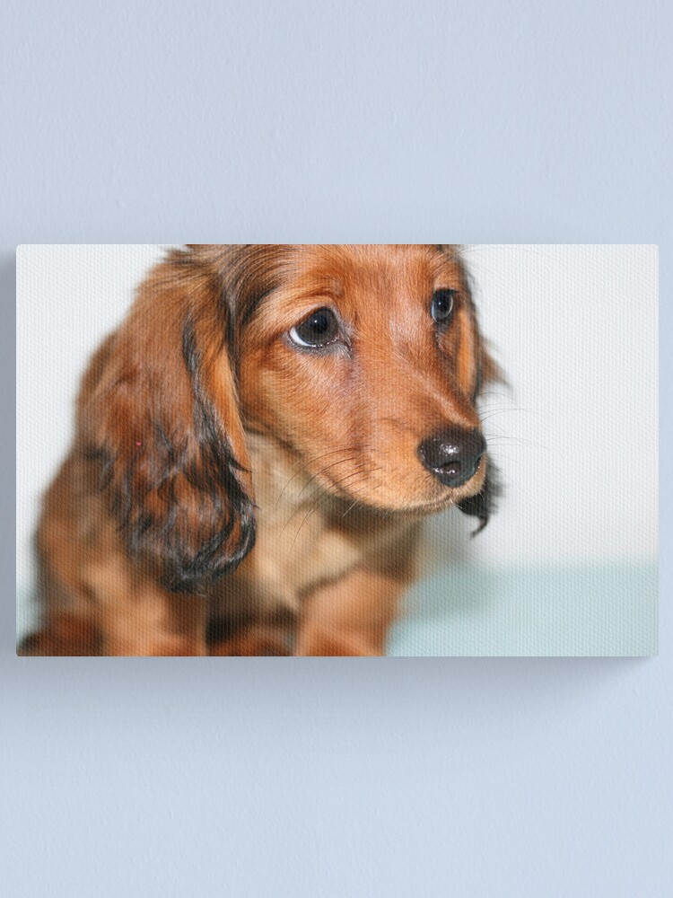 Miniature Long Haired Dachshund Puppy Looking Sad Leinwanddruck Von Jayanesse Redbubble