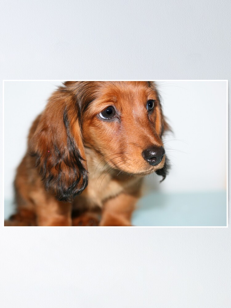 Miniature Long Haired Dachshund Puppy Looking Sad Poster By Joanne Emery