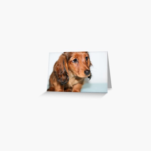 Miniature long haired dachshund puppy looking sad Greeting Card