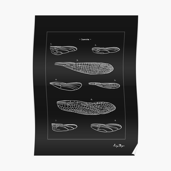 Insecta Wings Poster