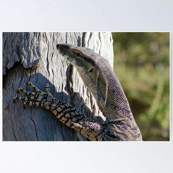 Artikel-Vorschau von Lace Monitor Lizard, designt und verkauft von Joanne Emery.