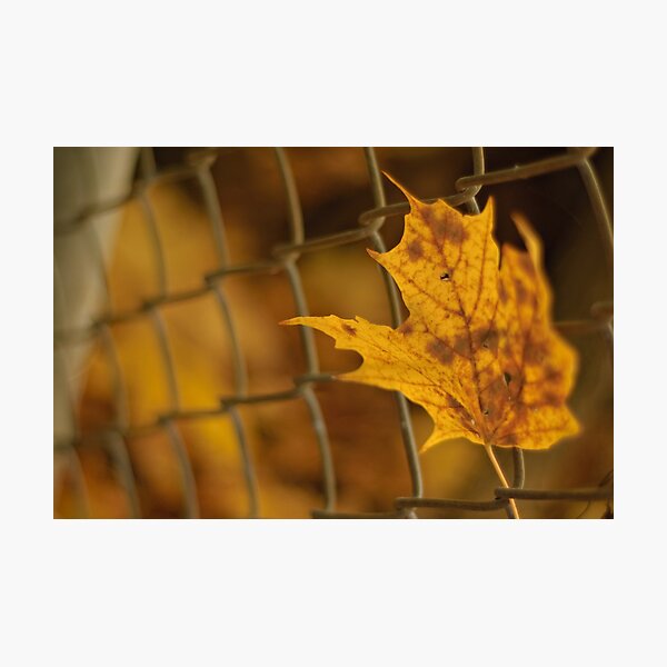 Item preview, The lone leaf designed and sold by gitad.
