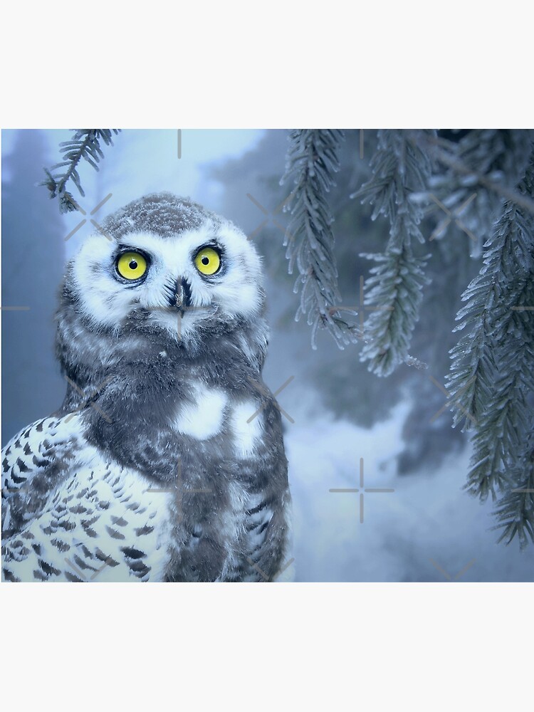 Snowy Owl Forest Bird Yellow Eyes Photo-realistic Wildlife Print by thespottydogg