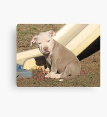 What Leaves ?? Canvas Print