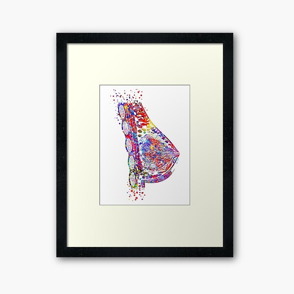 Anatomy of the female breast. Metal Print for Sale by StocktrekImages