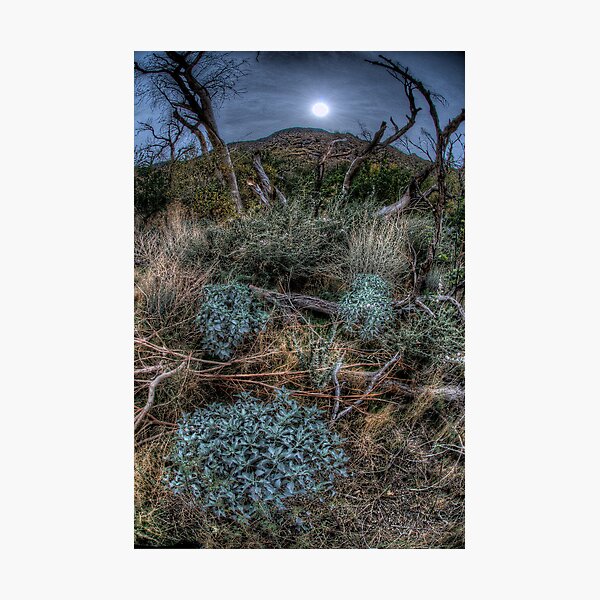 The Woods near Cabazon, CA Photographic Print