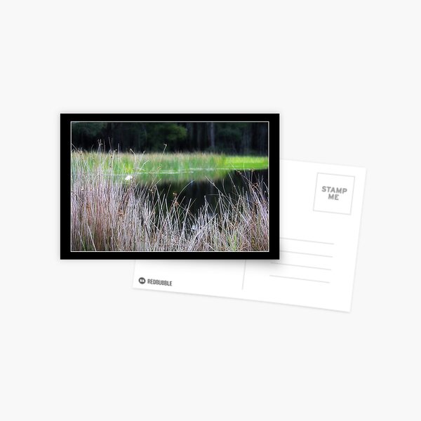 Black Forest Lagoon Postcard
