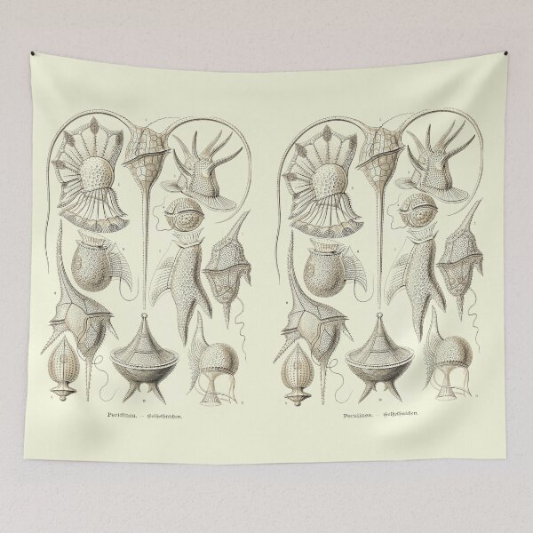 Item preview, Plate 14. Peridinae, a grouping of plankton. designed and sold by Squirrox.