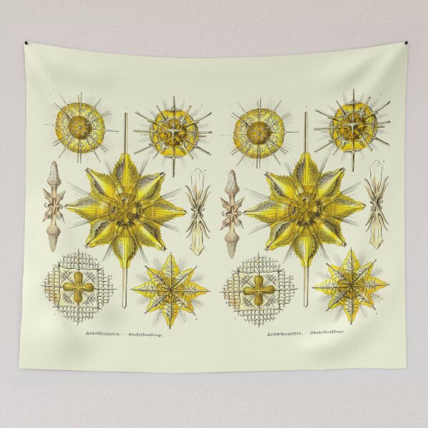 Item preview, Plate 21. Acanthometra, amoeboid protozoans. designed and sold by Squirrox.
