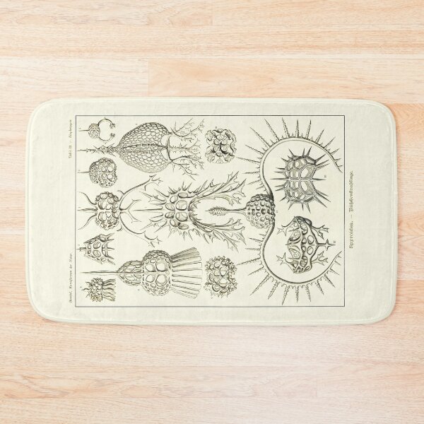 Item preview, Plate 22. Spyroidea, a (now obsolete) family of Radiolarians designed and sold by Squirrox.