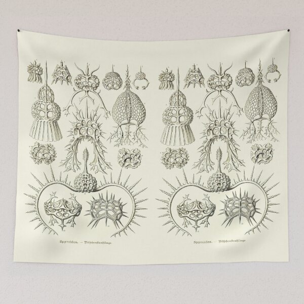 Item preview, Plate 22. Spyroidea, a (now obsolete) family of Radiolarians designed and sold by Squirrox.