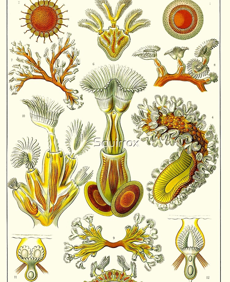 Plate 23. Bryozoa, a phylum of aquatic invertebrates known as 'moss animals'.