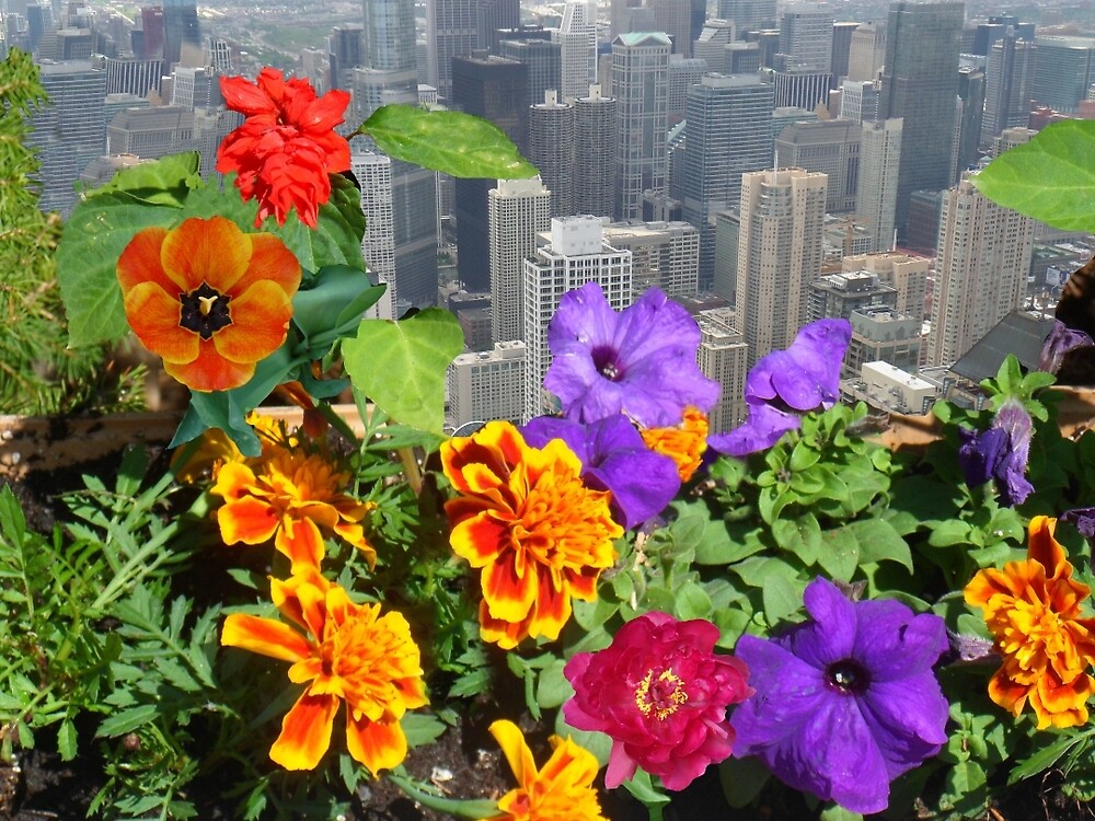 « Chicago Bloom » par John McCloskey Redbubble