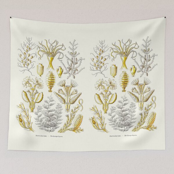Item preview, Plate 25. Sertulariae, delicate branching hydroids. designed and sold by Squirrox.