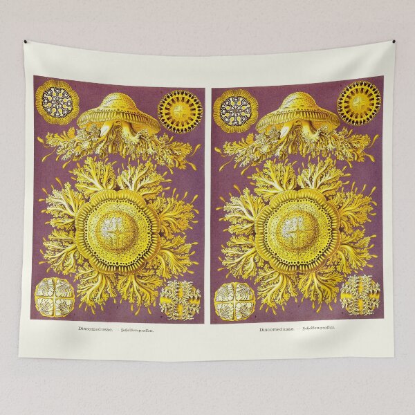 Item preview, Plate 28. Discomedusae, group of disc-shaped jellyfish designed and sold by Squirrox.